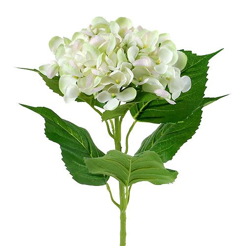 Hortensia wit-groen 60cm | Floristik24.nl