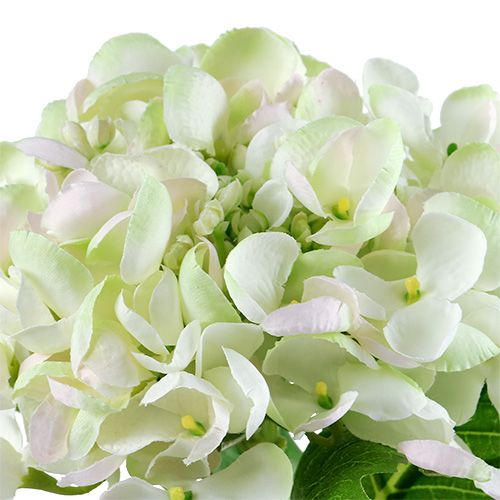 Hortensia wit-groen 60cm | Floristik24.nl