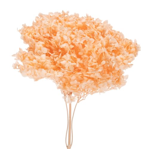 Floristik24 Boeket gedroogde hortensia's voor elegante bloemversiering in huis, 65 cm