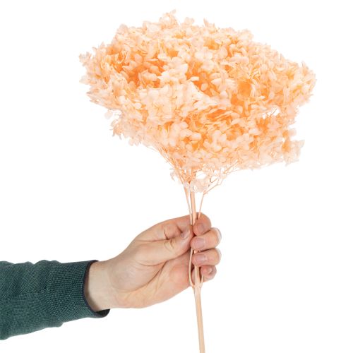 Artikel Boeket gedroogde hortensia's voor elegante bloemversiering in huis, 65 cm