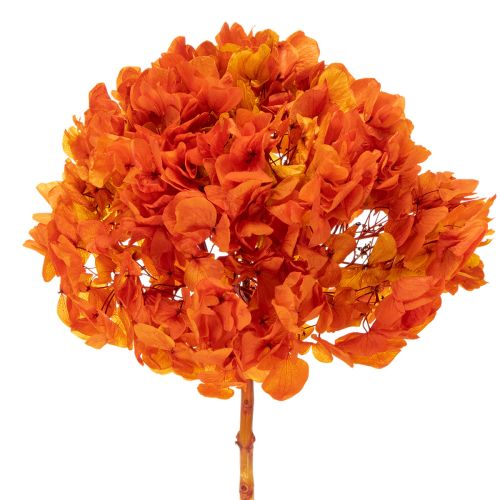 Hortensia, geconserveerd en geverfd, grote bloem met lange steel, 60 cm.