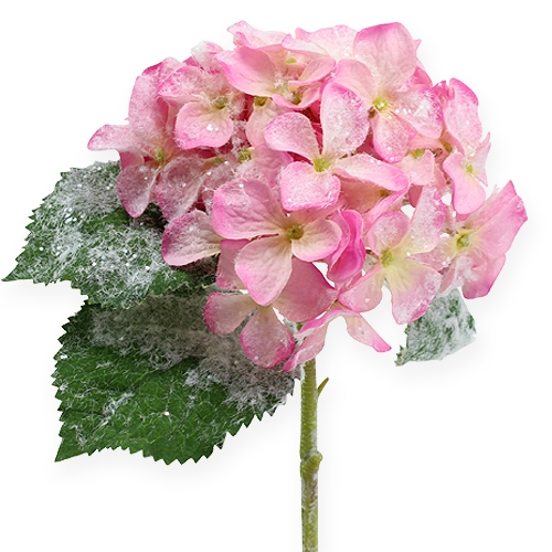 Floristik24 Hortensia roze met sneeuweffect 25cm