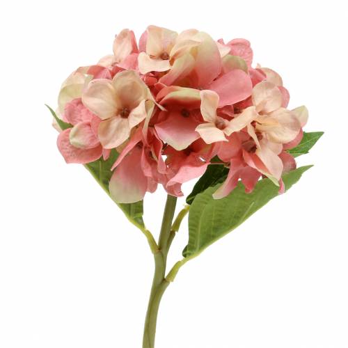Floristik24 Hortensia beige/ roze 35cm