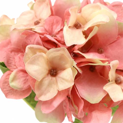 Floristik24 Hortensia beige/ roze 35cm