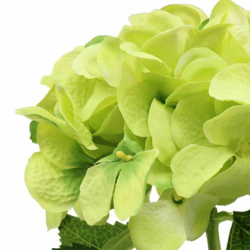 Floristik24 Hortensia groen 54cm