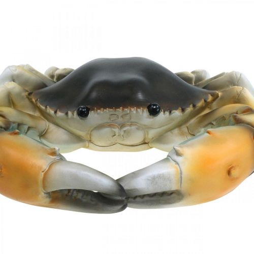 Floristik24 Zeedier, strandkrab, maritieme decoratie oranjebruin 31×25cm