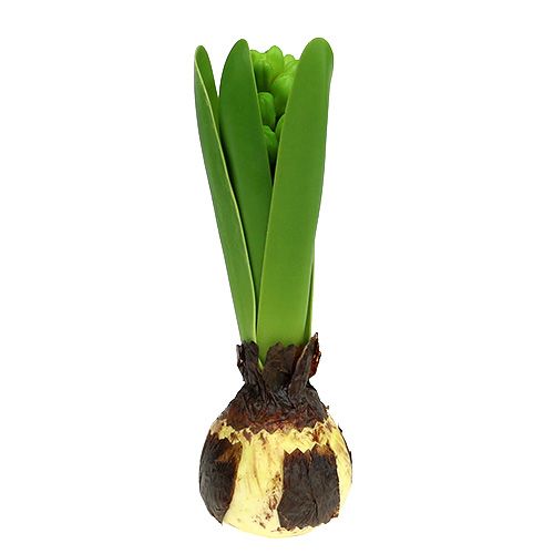 Floristik24 Hyacint groen 15cm met ui 3st