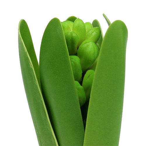 Floristik24 Hyacint groen 15cm met ui 3st