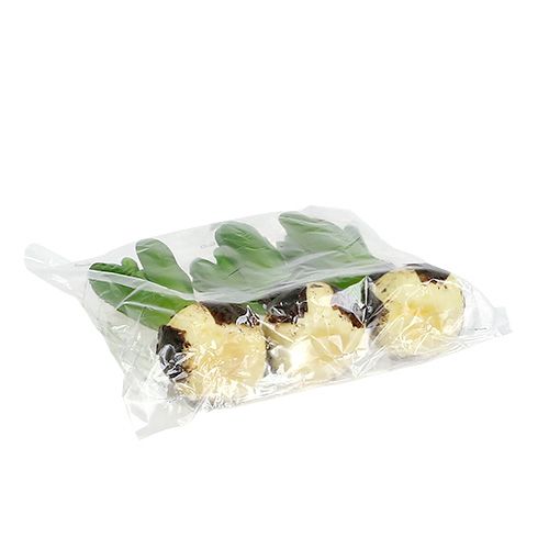 Floristik24 Hyacint groen 15cm met ui 3st