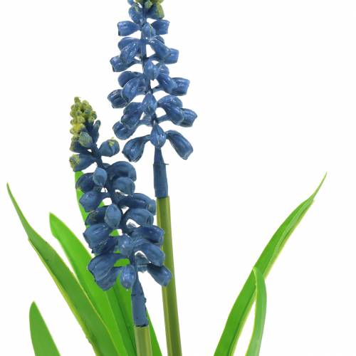 Floristik24 Druivenhyacint in berkenpot blauw 24cm