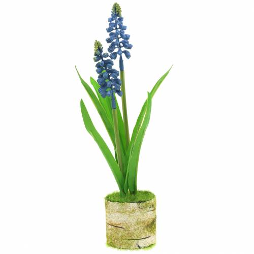 Floristik24 Druivenhyacint in berkenpot blauw 24cm