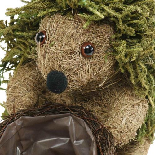 Floristik24 Egel met mand groen, herfstdecoratie om te planten, decoratieve plantenmand H24cm Ø9,5cm