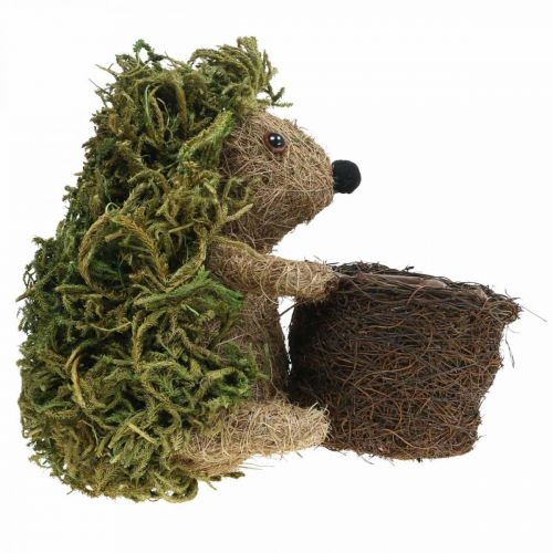 Floristik24 Egel met mand groen, herfstdecoratie om te planten, decoratieve plantenmand H24cm Ø9,5cm