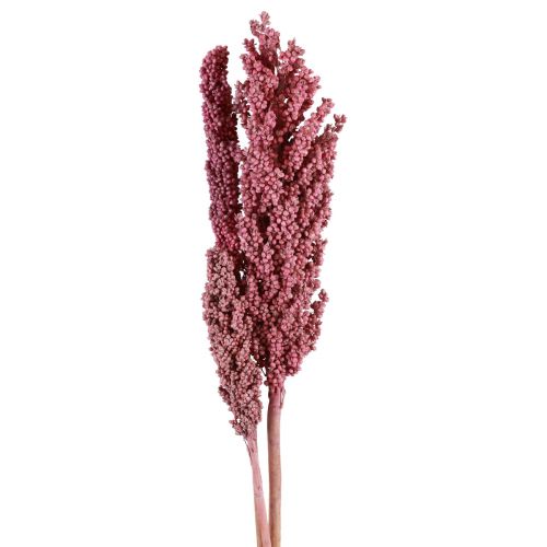 Floristik24 Maïs Gedroogde Bloemen Maïs Roze 75cm 3 st