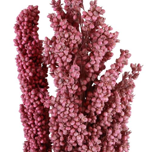 Floristik24 Maïs Gedroogde Bloemen Maïs Roze 75cm 3 st