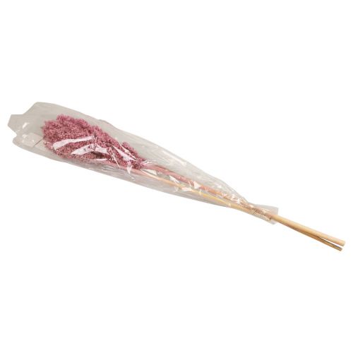 Floristik24 Maïs Gedroogde Bloemen Maïs Roze 75cm 3 st
