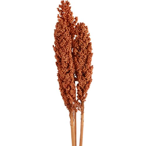 Floristik24 Maïs Gedroogde Bloemen Maïs Oranje 72cm 3 st