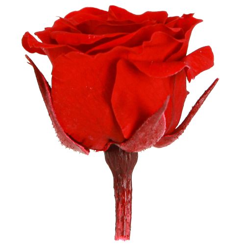 Artikel Infinity Roses Echte Bloemen Mini Rozenkoppen Rood Ø3cm 16 stuks