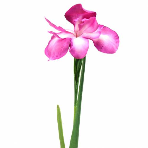 Floristik24 Iris kunstmatig Roze 78cm