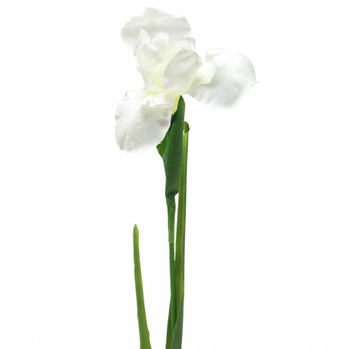 Floristik24 Iris kunstmatig wit 78cm