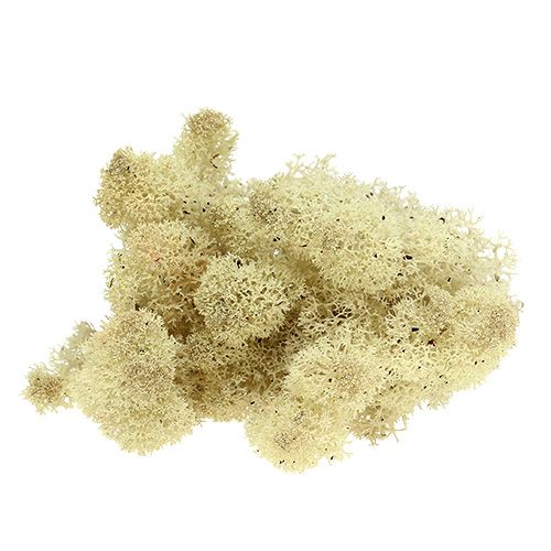 Floristik24 Mos IJslandsmos naturel 400g