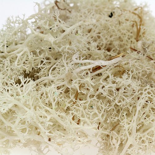 Artikel Mos IJslandsmos gebleekt 400g