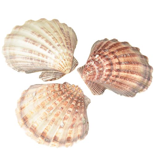Echte Sint-Jakobsschelpen naturel – maritieme flair naturel 1 kg