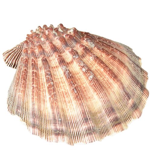 Artikel Echte Sint-Jakobsschelpen naturel – maritieme flair naturel 1 kg