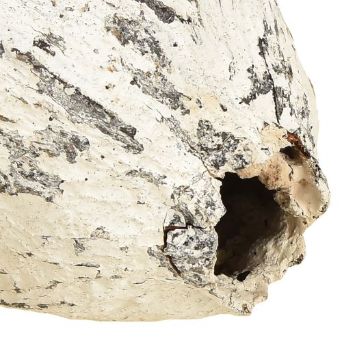 Artikel Cacaobonen witgekalkt 15 stuks