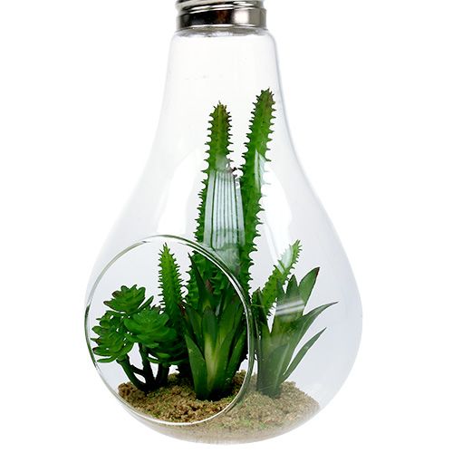 Artikel Cactussen in glas om 21cm op te hangen