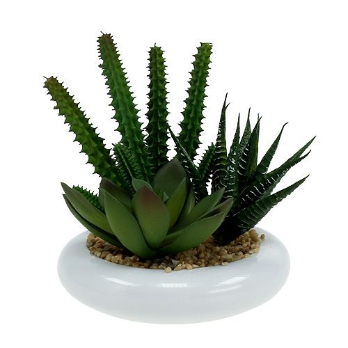 Floristik24 Cactussen in pot Ø12cm 1 stuk