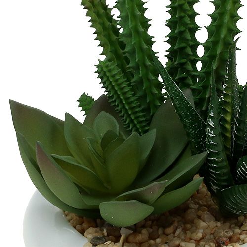 Floristik24 Cactussen in pot Ø12cm 1 stuk