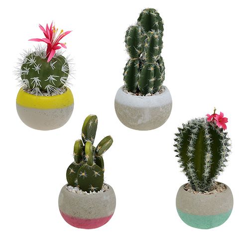 Floristik24 Cactussen in pot mix H13cm 4st