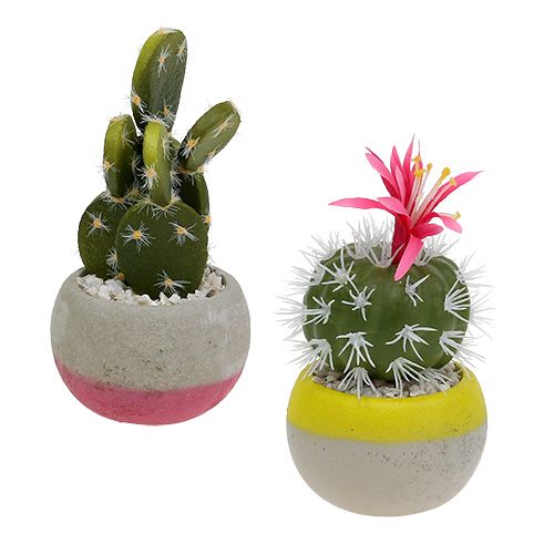 Floristik24 Cactussen in pot mix H13cm 4st