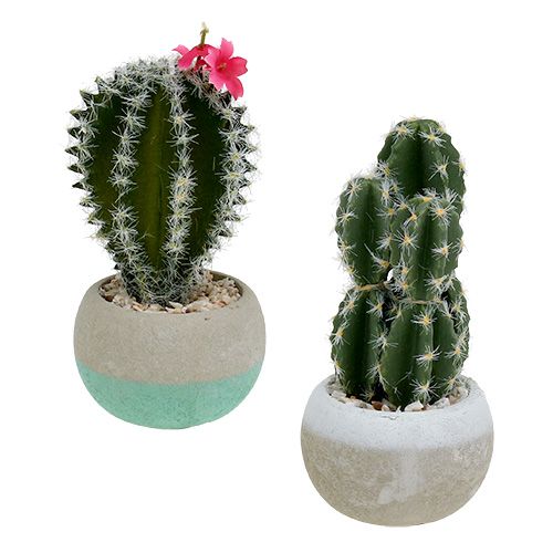 Floristik24 Cactussen in pot mix H13cm 4st