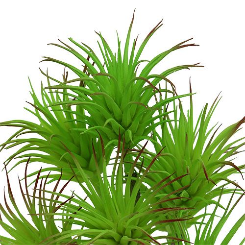 Floristik24 Cactustakken 20cm lichtgroen 3st
