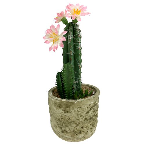 Floristik24 Cactus in een pot met bloem roze H 21cm