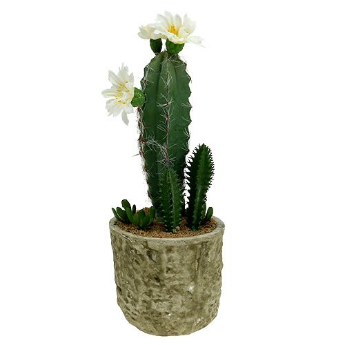 Floristik24 Cactus in pot met bloem 21cm wit