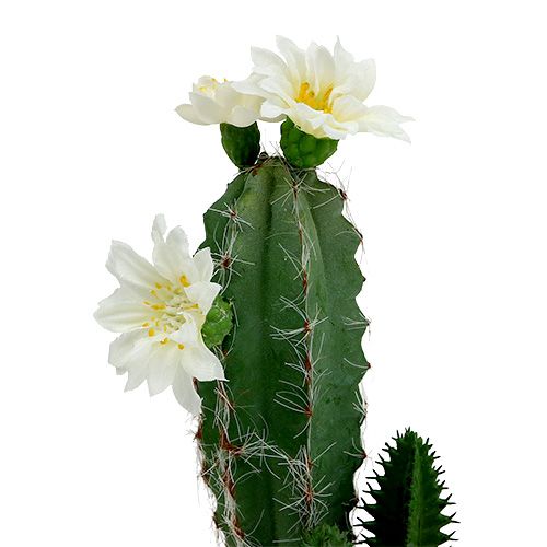 Floristik24 Cactus in pot met bloem 21cm wit