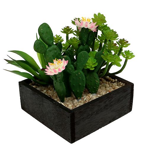 Floristik24 Cactus met bloem 14cm in een houten kist