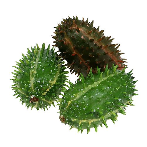 Floristik24 Cactusvijg 5cm groenbruin 6st