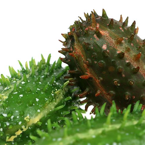 Floristik24 Cactusvijg 5cm groenbruin 6st