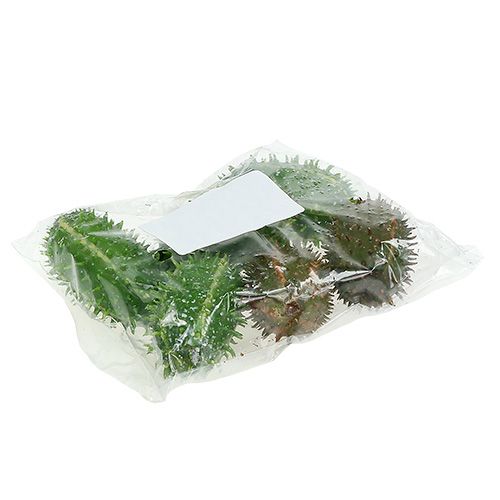 Floristik24 Cactusvijg 5cm groenbruin 6st