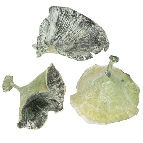 Floristik24 Kalix Mushroom Green, White Washed 100 stuks