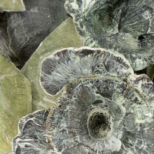 Artikel Kalix Mushroom Green, White Washed 100 stuks