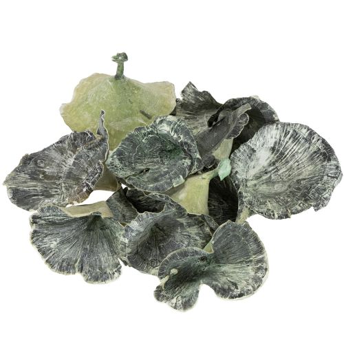 Artikel Kalix Mushroom Green, White Washed 100 stuks