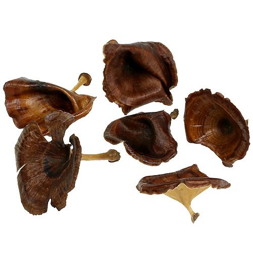 Floristik24 Kalix Paddestoel Naturel Gelakt 100 st