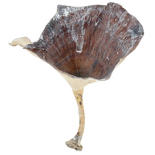 Floristik24 Kalix champignon wit gewassen 100 st