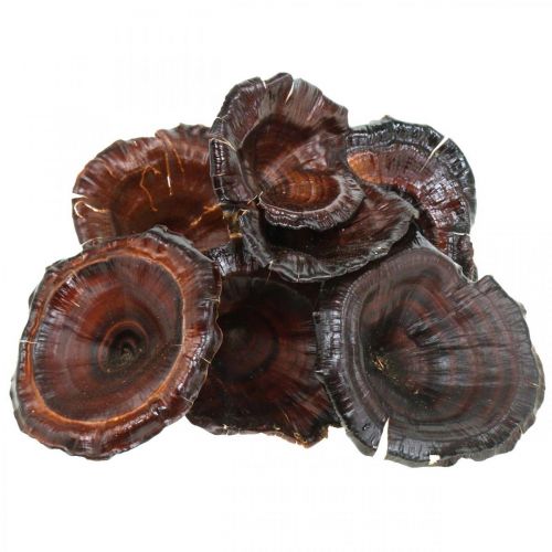 Artikel Kalix Paddenstoel Naturel Gelakte Droge Paddenstoelen Decoratie Groot 50 st