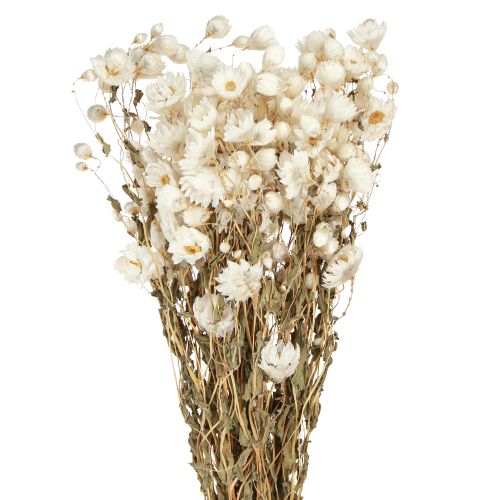 Floristik24 Kamille Gedroogde Bloemen Decoratie Bloemen Wit Bos 65cm 50g
